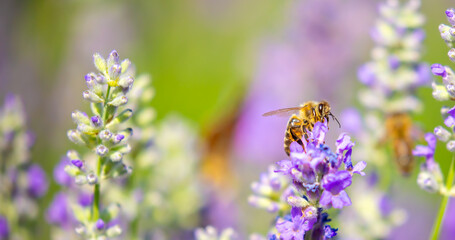 Spring lavender flowers under sunlight. Bees pollinate flowers and collect pollen. Lavender honey. Beautiful landscape of nature with a panoramic view. Hi spring. long banner