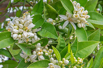 Bouquet of orange blossom in bloom on the branch of an orange tree