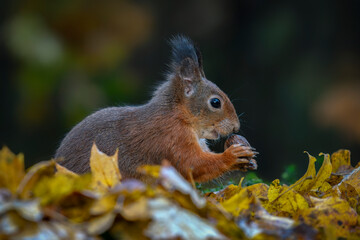 Naklejka na ściany i meble Cute hungry Red Squirrel (Sciurus vulgaris) eating a nut in a forest covered with colorful leaves . Autumn day in a deep forest in the Netherlands. 