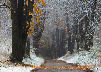 Jesienna aleja - pierwszy śnieg.