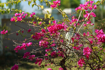 Green shrubs and small white flowers In the garden