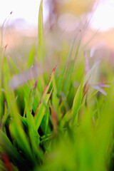 Green shrubs and small white flowers In the garden