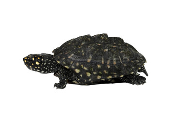 Black pond turtle or Geoclemys hamiltonii turtle closeup from side view, Geoclemys hamiltonii turtle isolated on white background