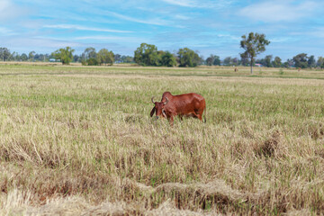 Little cow on the grass area of farmland.