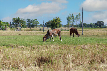 Little cow on the grass area of farmland.