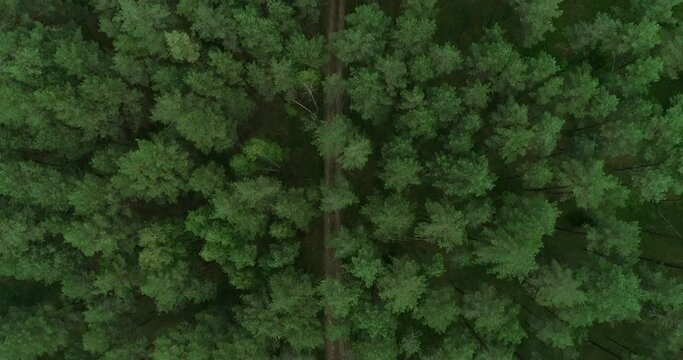 Forest in Lithuania. Green Pinewood Forest close to Vilnius, Capital of Lithuania 8