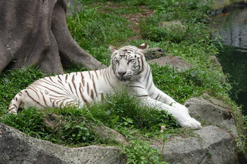 White tigers are a rare variant of Bengal tigers (Panthera tigris tigris) characterized by their striking white fur with black or dark brown stripes. |白老虎