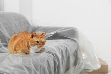 Cute ginger cat resting on sofa covered with plastic film at home
