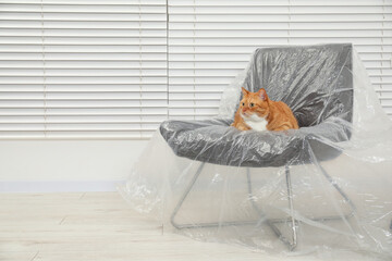 Cute ginger cat resting in armchair covered with plastic film indoors. Space for text
