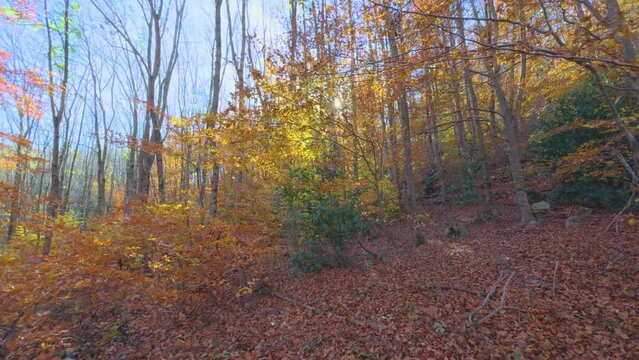 Slide forward with gimbal Colorful autumn in the mountain forest ocher colors red oranges and yellows dry leaves beautiful images nature without people