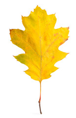 Autumn season. One yellow leaf isolated on white