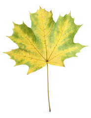 Autumn season. One maple leaf isolated on white