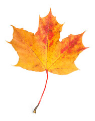 Autumn season. One maple leaf isolated on white