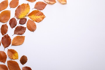 Dry autumn leaves on white background, flat lay. Space for text