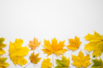 Beautiful autumn leaves on white background, top view. Space for text