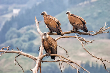 Vultures waiting on the tree