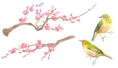 梅の花のと鳥（メジロ）の水彩イラスト。日本の早春イメージ。エレメントセット。
