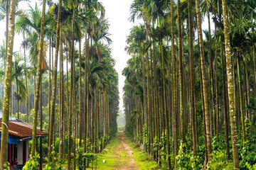 areca nut tree farm in Karnataka india