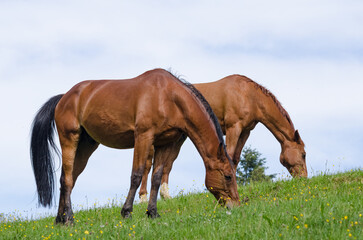 Fototapeta premium Two brown horses grazing in a meadow against blue sky with clouds in the countryside