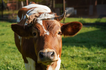 Domestic brown cow portrait with green background. suspicious look of a cow
