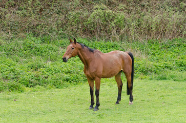One single brown horse standing on a pasture in the countryside