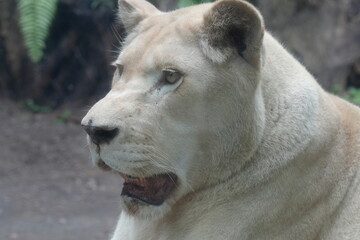 A close-up  white lions are a rare color variation of the African lion (Panthera leo). They get their distinctive white or very pale coloration|母獅子