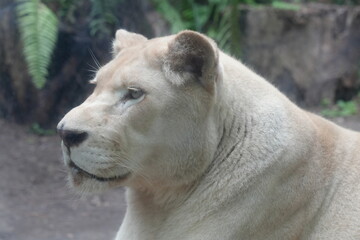 A close-up  white lions are a rare color variation of the African lion (Panthera leo). They get their distinctive white or very pale coloration|母獅子