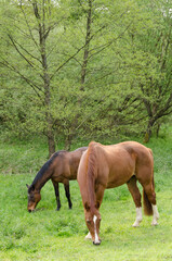 Obraz premium Two brown horses grazing in a field in the countryside near a forest