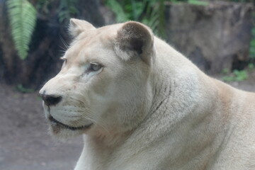 A close-up  white lions are a rare color variation of the African lion (Panthera leo). They get their distinctive white or very pale coloration|母獅子