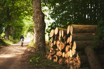 Tree logs in the forest. Stack of chopped woods stack