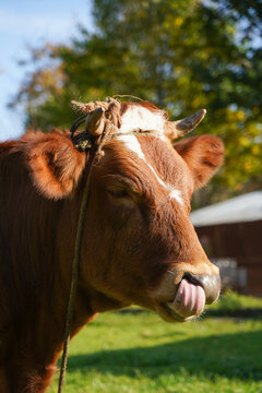 The brown cow licks her lips. Vertical photo