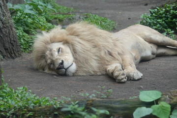 White Lions (Panthera leo) are iconic and majestic big cats known for their strength, social structure, and dominance as apex predators in their habitats. |雄獅子