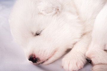 White fluffy small Samoyed puppy dog is sleeping on white background