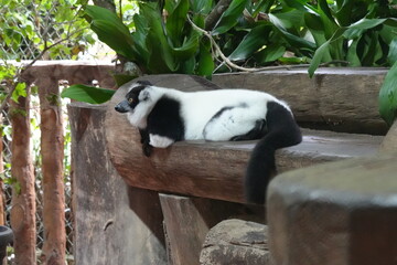 The black-and-white ruffed lemur (Varecia variegata) is one of the most distinctive and charismatic...