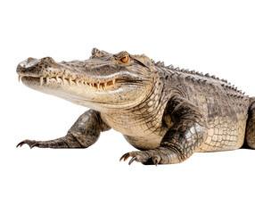 Wildlife crocodile isolated on white background. Alligator