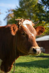 Mixed breed beef cow headshot