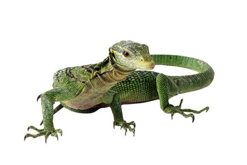 Obraz premium Varanus prasinus lizard isolated on white background, Varanus prasinus closeup, Varanus prasinus on white background