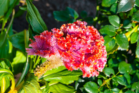 Flowering celosia comb. Variety "Coral Garden"