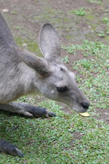 Kangaroos are iconic marsupials native to Australia and nearby islands, known for their distinctive hopping movement and powerful hind legs.|袋鼠