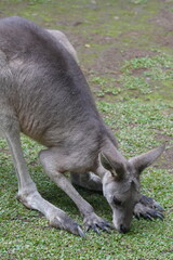 Naklejka na ściany i meble Kangaroos are iconic marsupials native to Australia and nearby islands, known for their distinctive hopping movement and powerful hind legs.|袋鼠