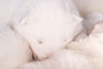 White fluffy small Samoyed puppy dog is sleeping on white background - obrazy, fototapety, plakaty