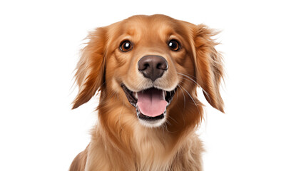 Canine Charisma: Professional Studio Portrait of an Adorable Dog Model, Showcasing Gleaming Teeth and an Infectious Smile, Set Against a Clean White Background.