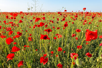 Poppy field in the Crimea. A beautiful field of wild red poppies at sunset in the evening. Sunset...