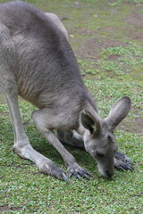 Kangaroos are iconic marsupials native to Australia and nearby islands, known for their distinctive hopping movement and powerful hind legs.|袋鼠