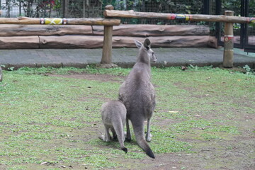 Kangaroos are iconic marsupials native to Australia and nearby islands, known for their distinctive hopping movement and powerful hind legs.|袋鼠
