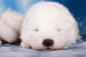 White fluffy small Samoyed puppy dog is sleeping on blue background