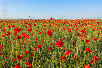 Poppy field in the Crimea. A beautiful field of wild red poppies at sunset in the evening. Sunset over a poppy field in the countryside. Red poppies on a poppy field. Russia