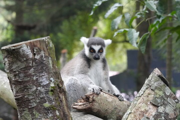 Lemurs are a diverse group of primates endemic to the island of Madagascar and the nearby Comoros Islands. They are known for their unique and often charismatic appearances|狐猴