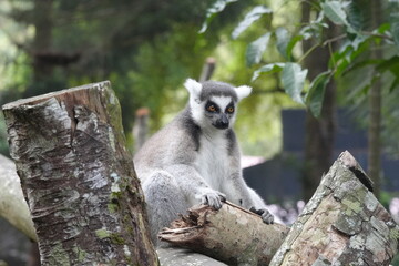 Lemurs are a diverse group of primates endemic to the island of Madagascar and the nearby Comoros Islands. They are known for their unique and often charismatic appearances|狐猴