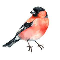Watercolor bird bullfinch, cute winter red bird isolated - 682165566